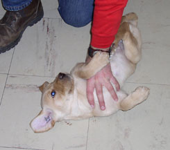 test des chiots
